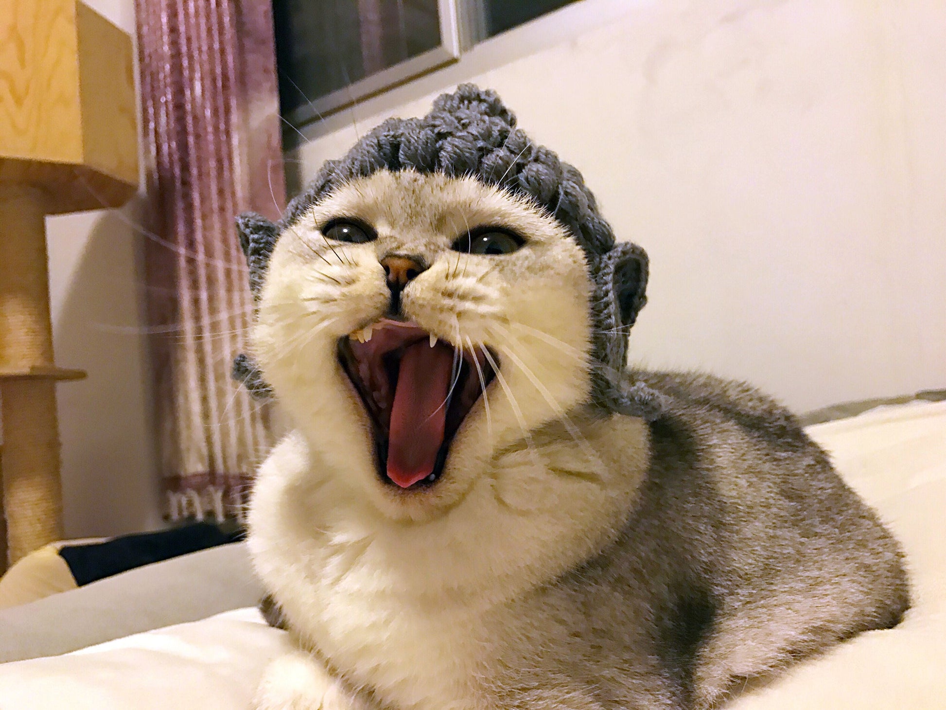 JMT-889098 Cute Knitting Wool Cat Hat for Pets - Available in Multiple Sizes