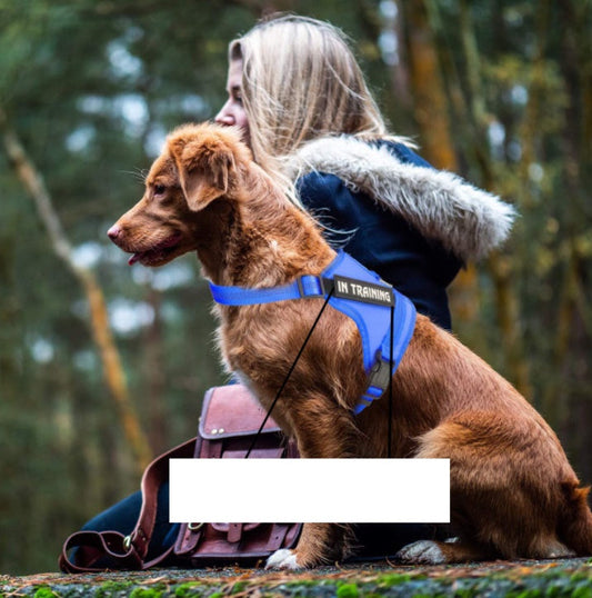 JMT-905418 Personalized Pet Harness for Comfort and Control