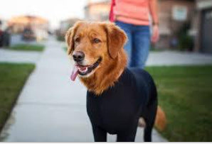 JMT-922826 All-Season Elastic Pet Apparel for Dogs and Cats in Various Colors