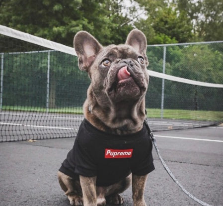 JMT-932170 Breathable Cotton Pet T-Shirt for Dogs - Available in Black and White, Sizes S to XXL