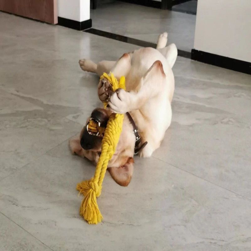 JMT-944906 Solid Color Cotton Rope Dog Chew Toy with Molar Ring - Tear-Resistant and Durable for Puppy Teeth Cleaning