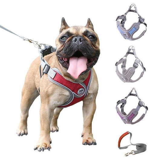 JMT-976714 Nylon PET Strap Collar and Traction Rope for Small to Medium Pets