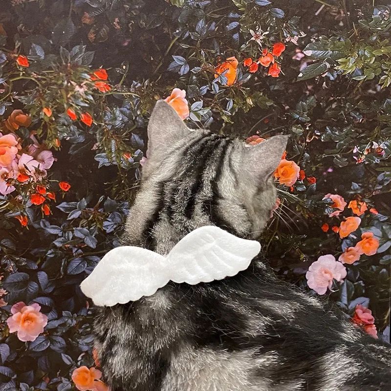 JMT-989706 Angel Wing Collar with Butterfly Tie for Cats & Small Dogs - Neck Sizes S: 14-24cm, M: 24-34cm, L: 34-44cm